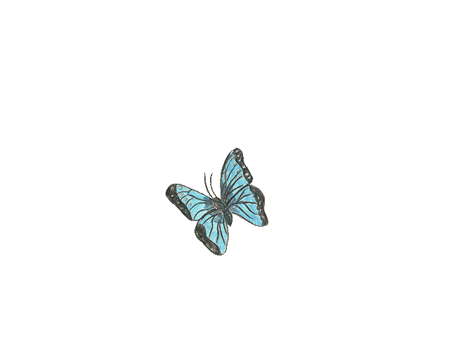 Animated Butterfly Hand-drawn Illustration