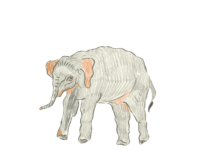 Animated Elephant Hand-drawn Illustration