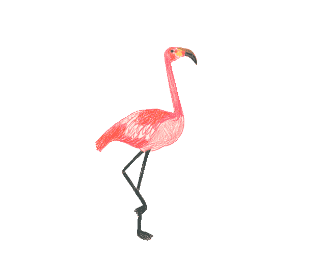 Animated Flamingo Hand-drawn Illustration