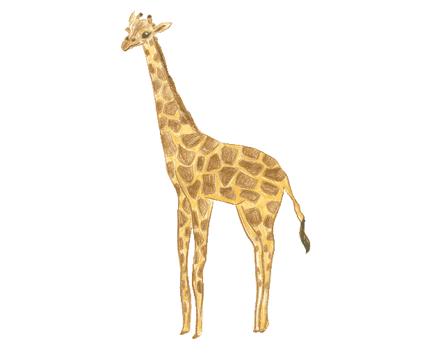 Animated Giraffe Hand-drawn Illustration