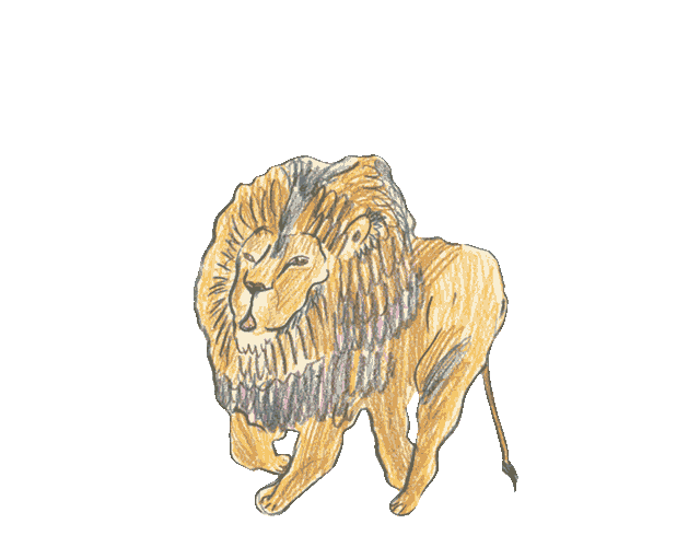 Animated Lion Hand-drawn Illustration